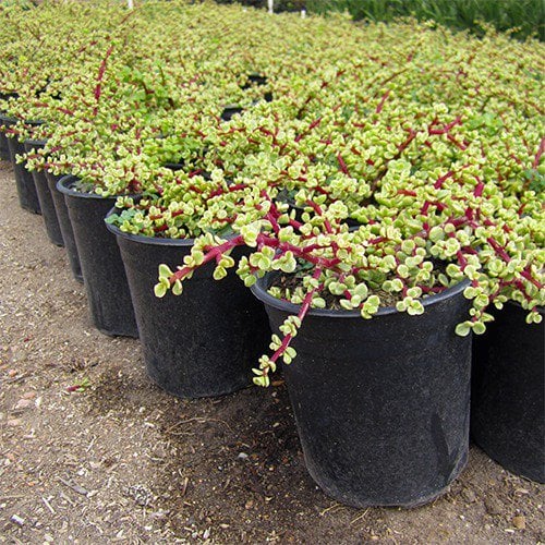 Photo for Portulacaria afra 'Variegata' (Rainbow Bush)