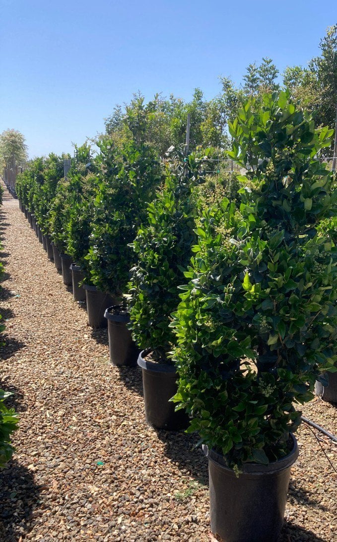 Photo for Ligustrum japonicum 'Texanum' (Cone) (Waxleaf Privet Topiary Cone)