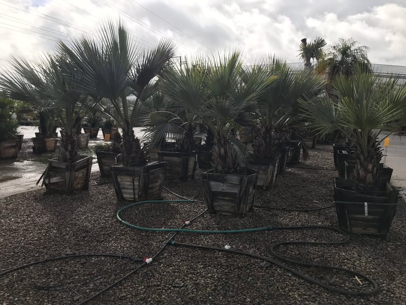 Photo for Brahea armata (Blue Hesper Palm, Mexican Blue Palm)