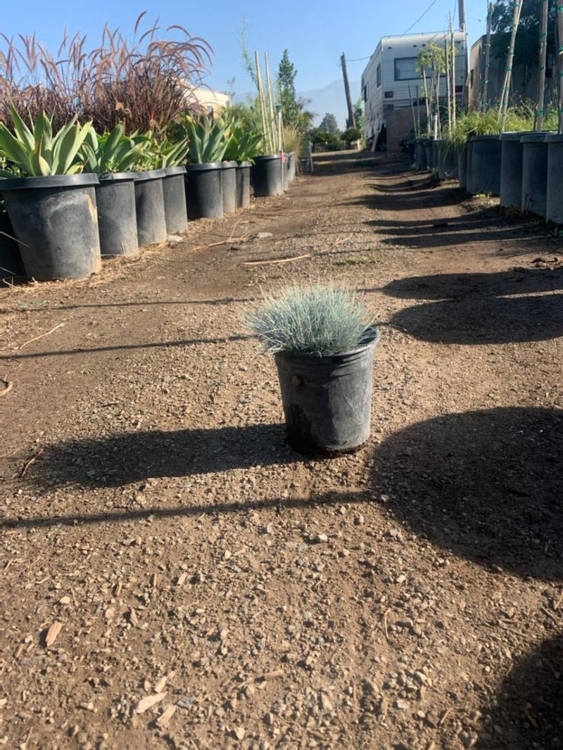Photo for Festuca glauca 'Elijah Blue' (Elijah Blue Fescue)
