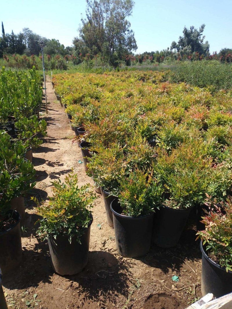 Photo for Nandina domestica 'Gulf Stream' (Gulf Stream Heavenly Bamboo)