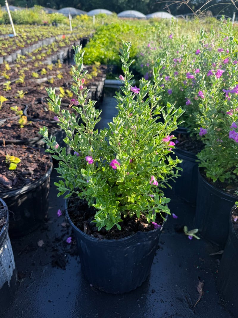 Photo for Leucophyllum frutescens (Texas Sage)