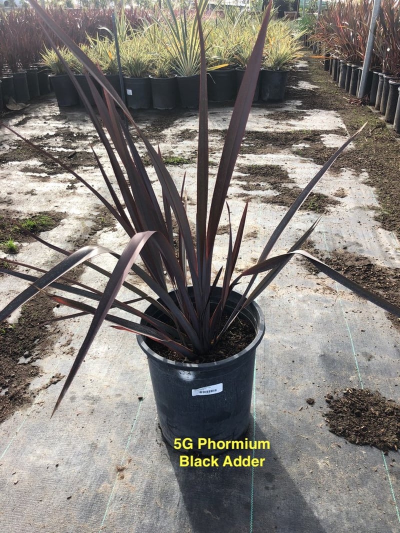 Photo for Phormium 'Black Adder' (Black New Zealand Flax)