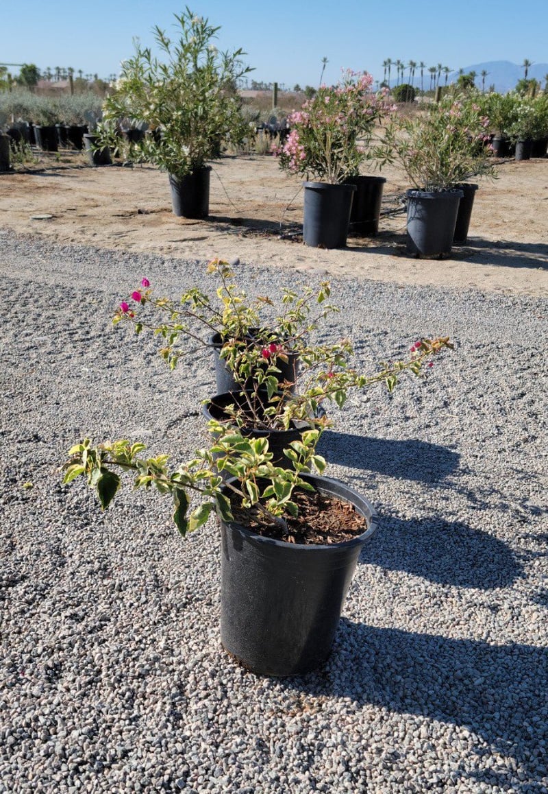 Photo for Bougainvillea 'Baby Victoria' (Variegated Bougainvillea)