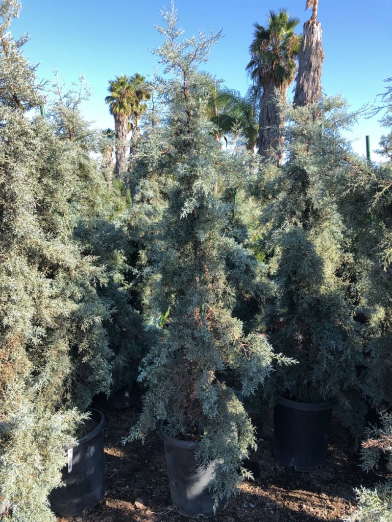 Photo for Cupressus arizonica (Arizona Cypress)