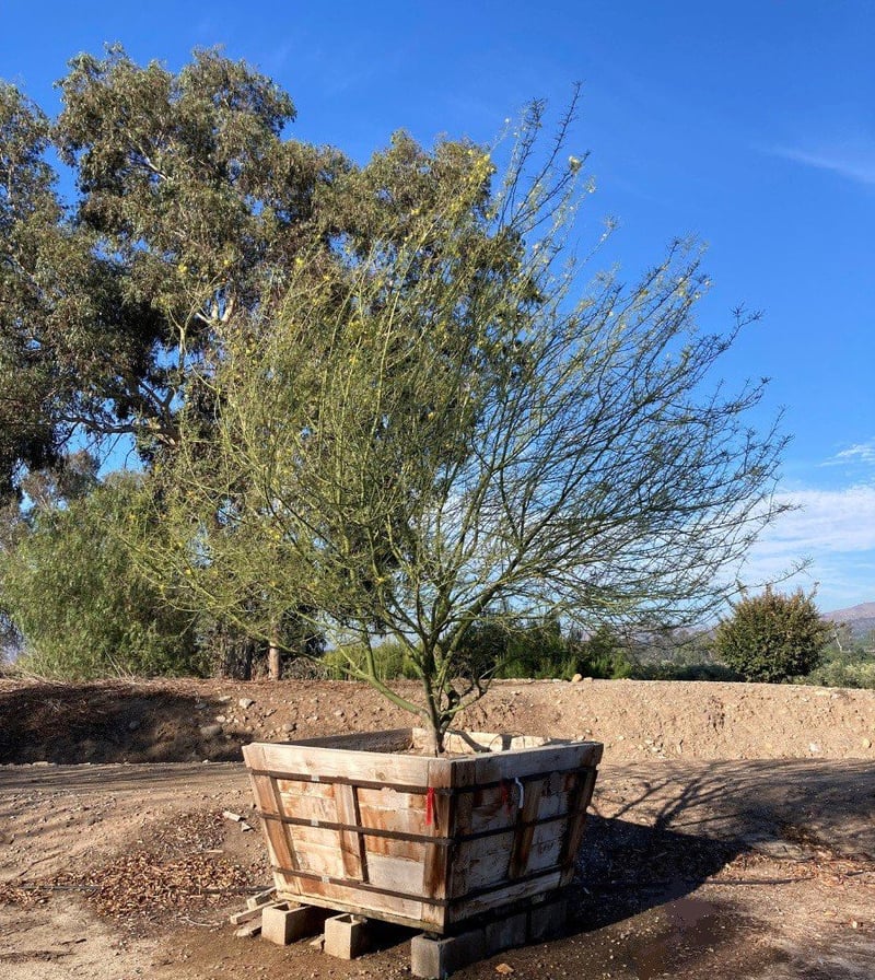 Photo for Parkinsonia 'Desert Museum' (Desert Museum Palo Verde)