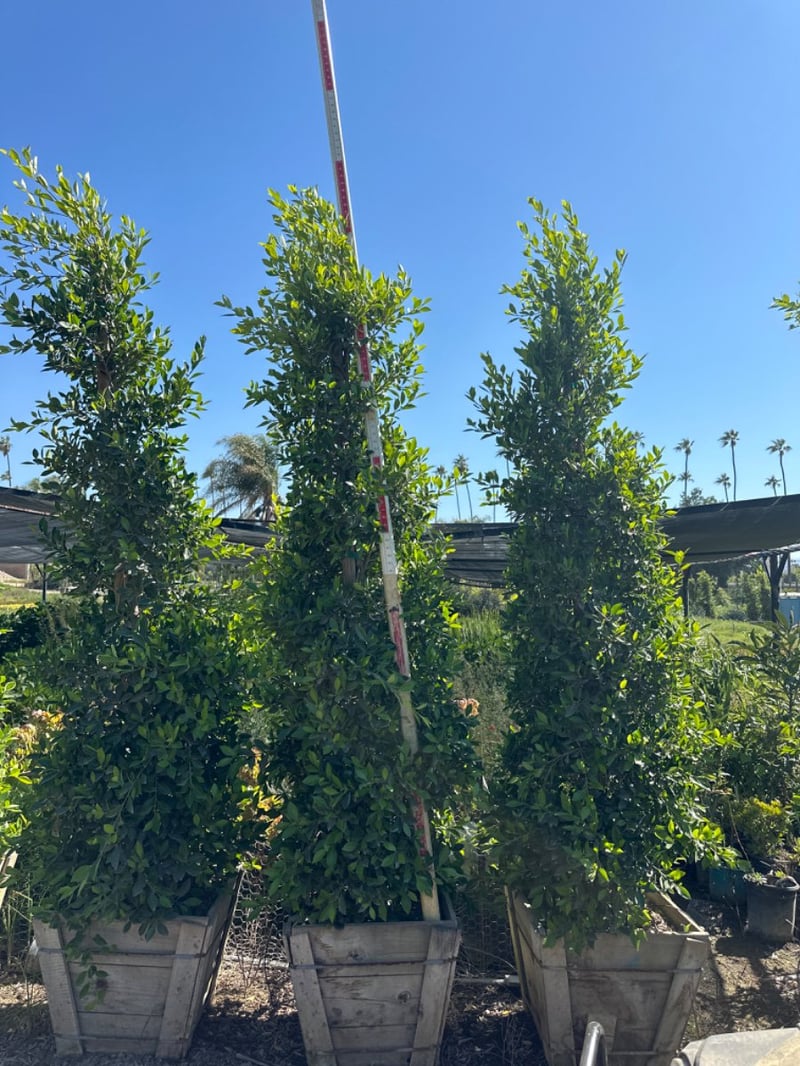 Photo for Ficus microcarpa nitida (Column) (Indian Laurel)