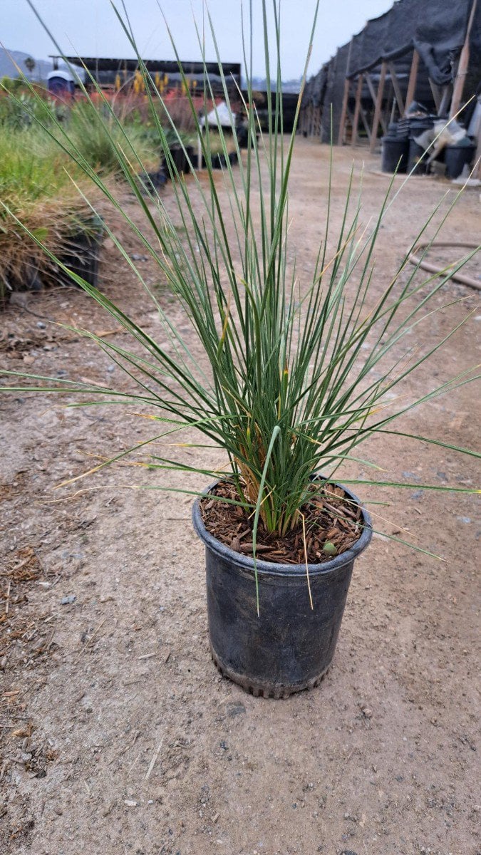 Photo for Festuca mairei (Atlas Fescue)
