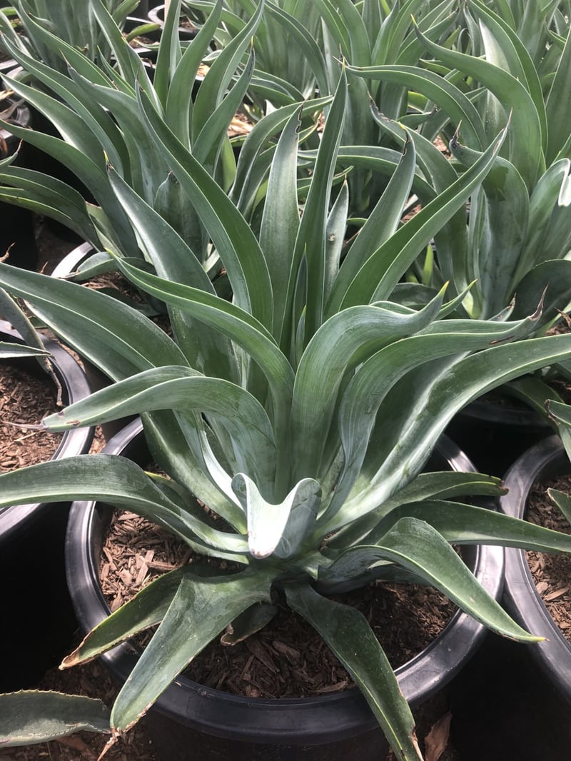 Photo for Agave desmetiana (Smooth Agave)
