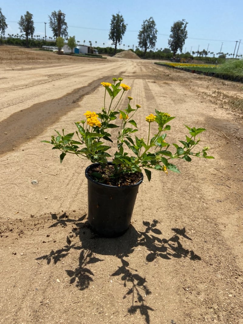 Photo for Lantana camara 'Monol' (Gold Rush Bush Lantana)