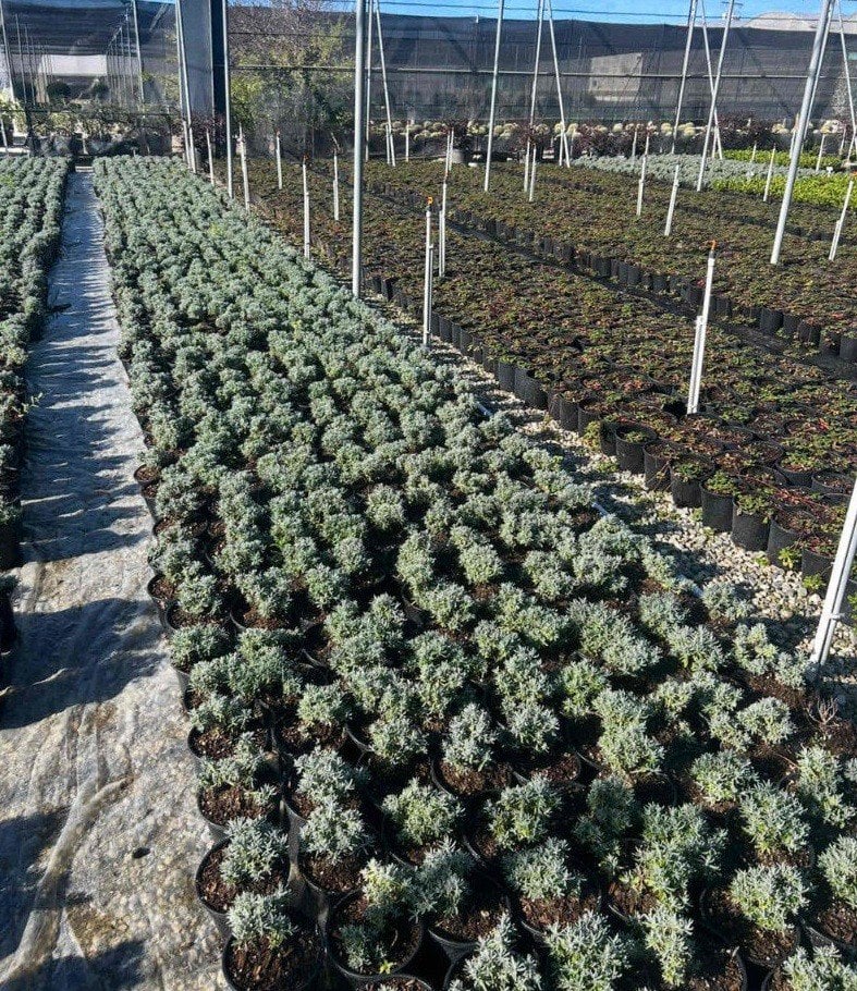 Photo for Lavandula stoechas 'Otto Quast' (Otto Quast Spanish Lavender)