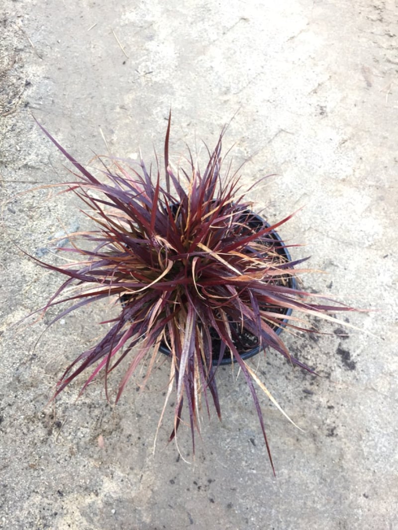 Photo for Pennisetum setaceum 'Rubrum' (Purple Fountain Grass)