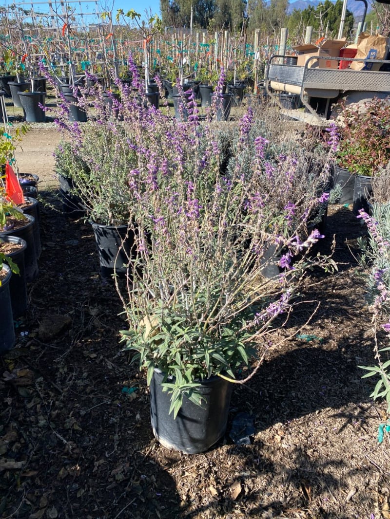 Photo for Salvia leucantha ‘Santa Barbara’ (Santa Barbara Sage)