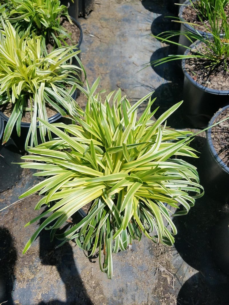 Photo for Liriope muscari 'Variegata' (Variegated Lilyturf)