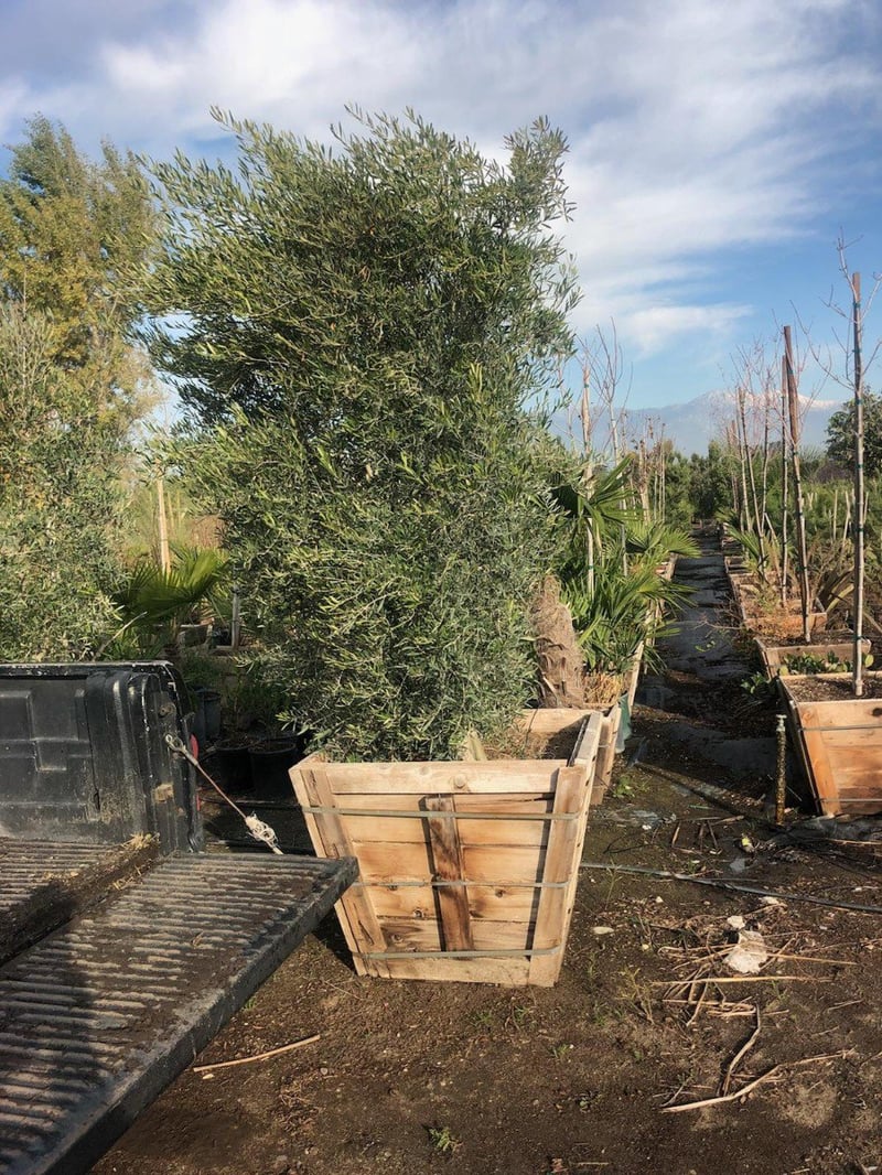 Photo for Olea europaea 'Fruitless' (Low Branch) (Fruitless Olive)