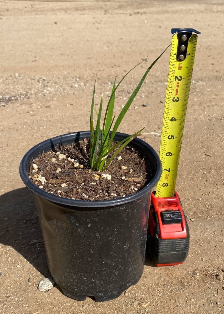 Photo for Dietes bicolor (Fortnight Lily, African Iris)