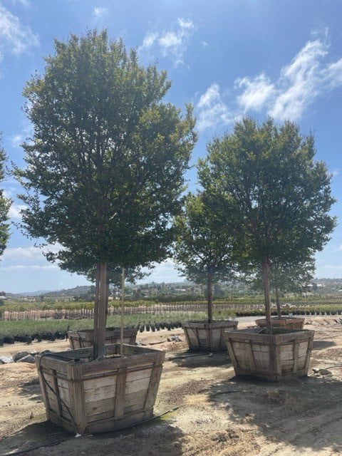 Photo for Lagerstroemia indica x fauriei 'Tuscarora' (Standard) (Tuscarora Crape Myrtle)
