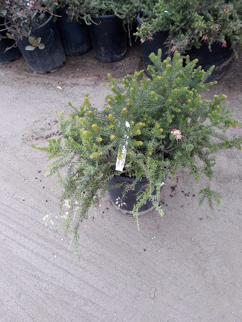 Photo for Grevillea lanigera 'Coastal Gem' (Costal Gem Grevillea)