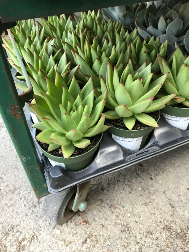 Photo for Echeveria agavoides 'Lipstick' (Lipstick Echeveria)