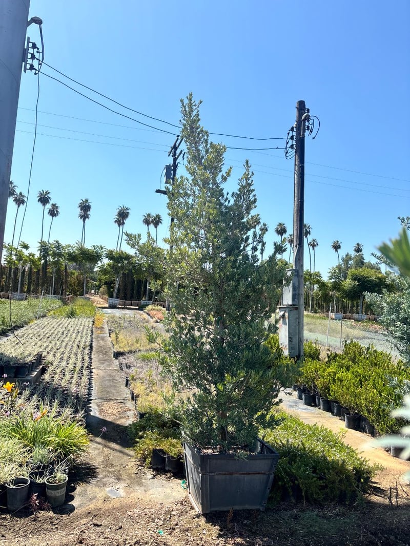 Photo for Podocarpus elongatus 'Monmal' (Icee Blue Monmal Yellow-Wood)