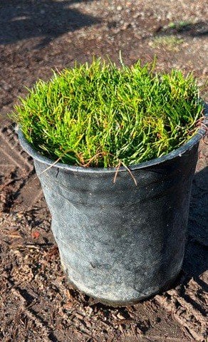 Photo for Armeria maritima (Sea Thrift)