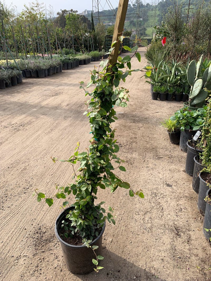 Photo for Ficus pumila (F. repens) (Creeping Fig, Fig Ivy)