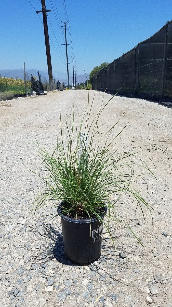 Photo for Muhlenbergia dubia (Pine Muhly)
