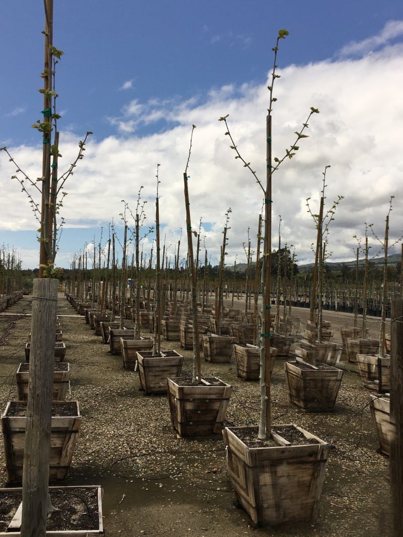 Photo for Platanus x acerifolia (Standard) (London Plane Tree)