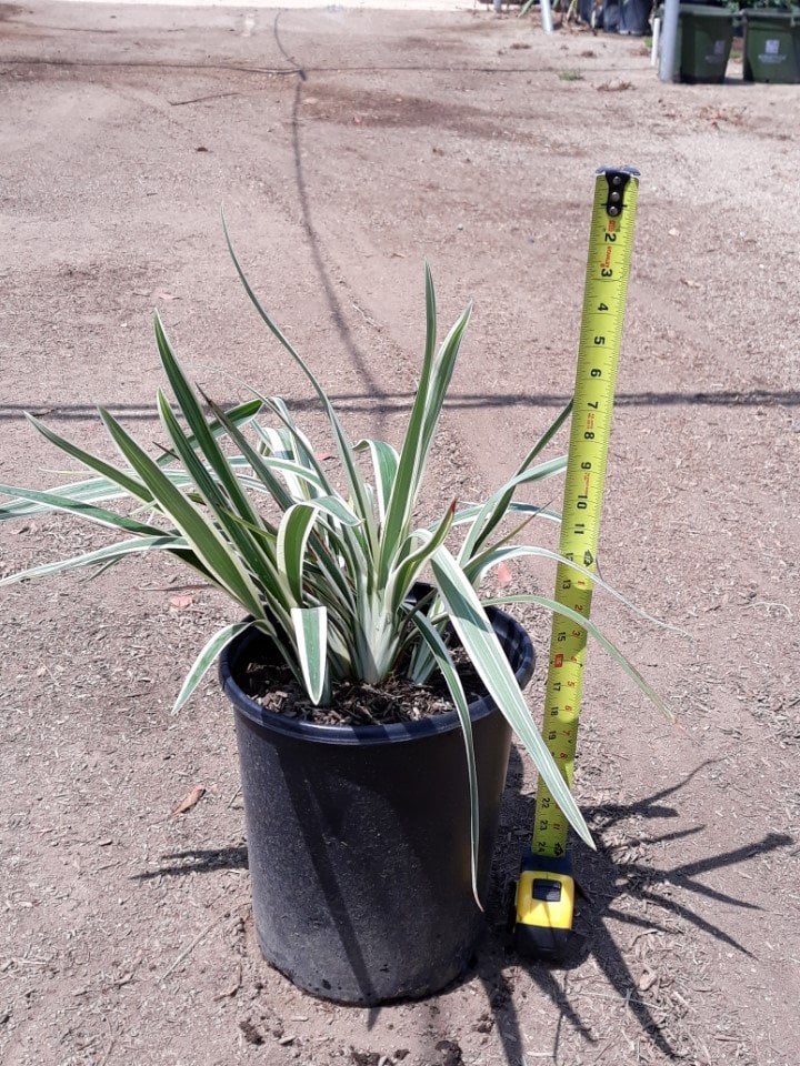 Photo for Dianella revoluta ‘Variegata’ (Variegated Dianella)
