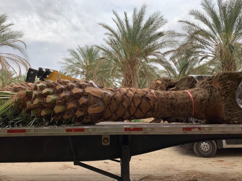 Photo for Phoenix dactylifera 'Macho' (Macho Date Palm)