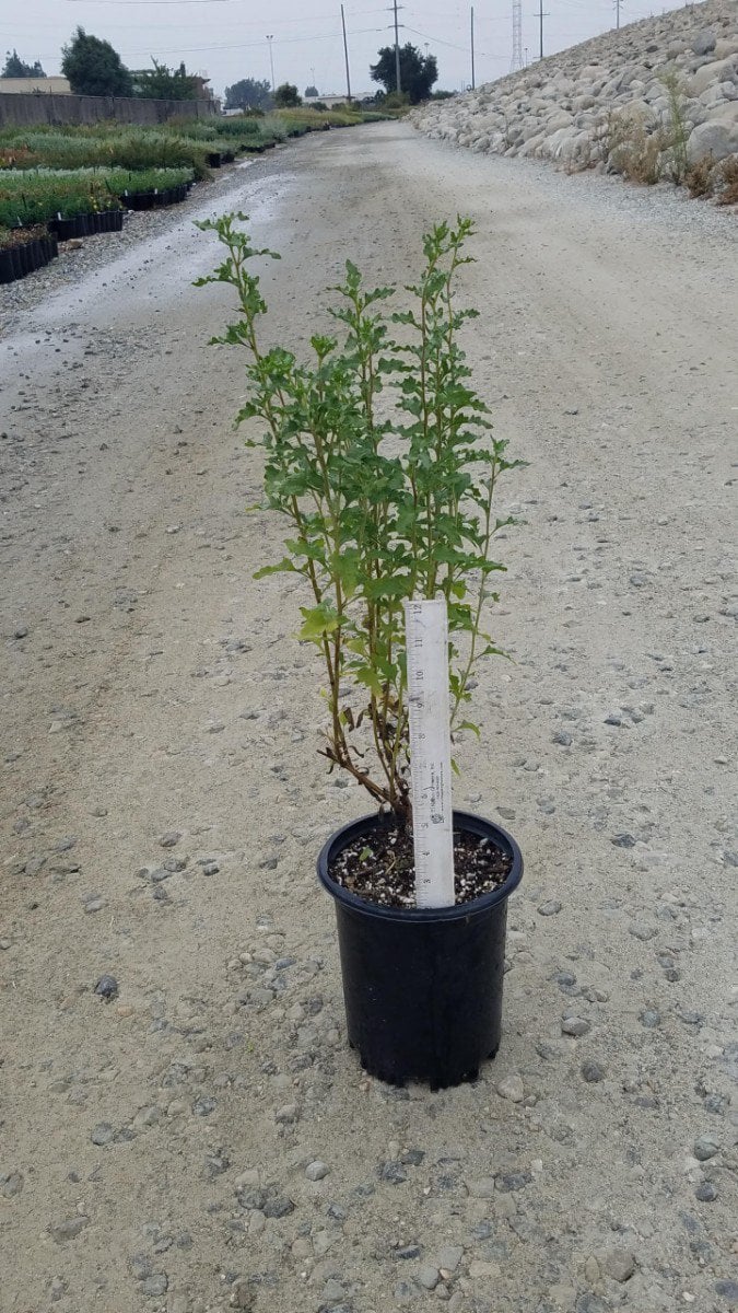 Photo for Bahiopsis laciniata (San Diego Sunflower)