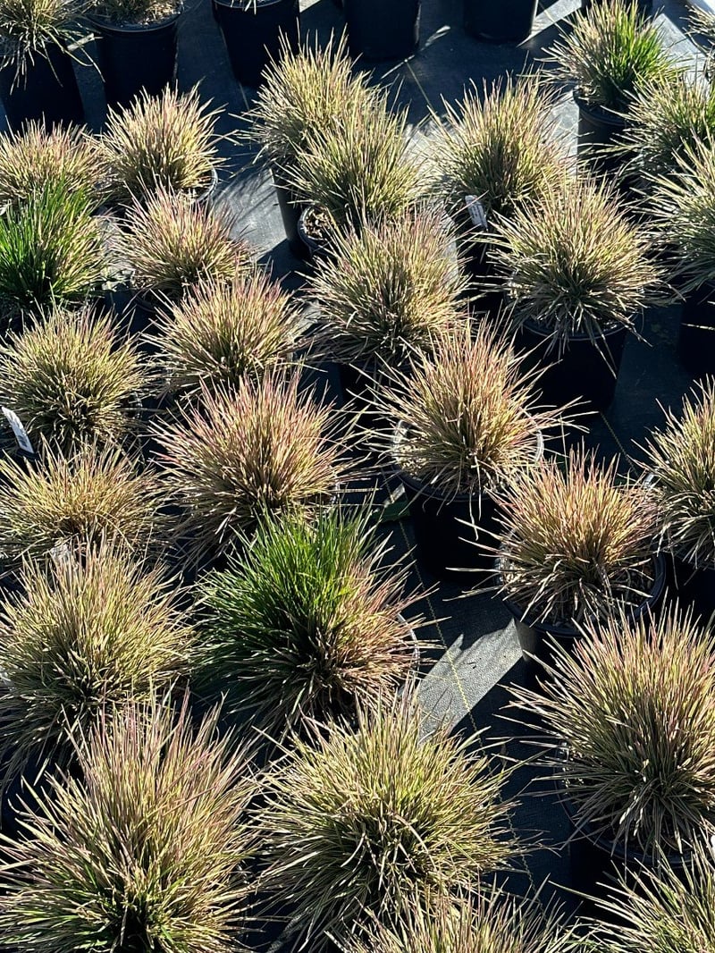 Photo for Deschampsia cespitosa 'Goldtau' (Golden Dew Tufted Hair Grass)