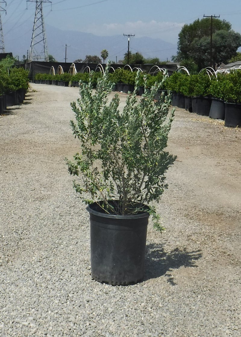 Photo for Leucophyllum frutescens 'Green Cloud' (Green Cloud Texas Ranger)
