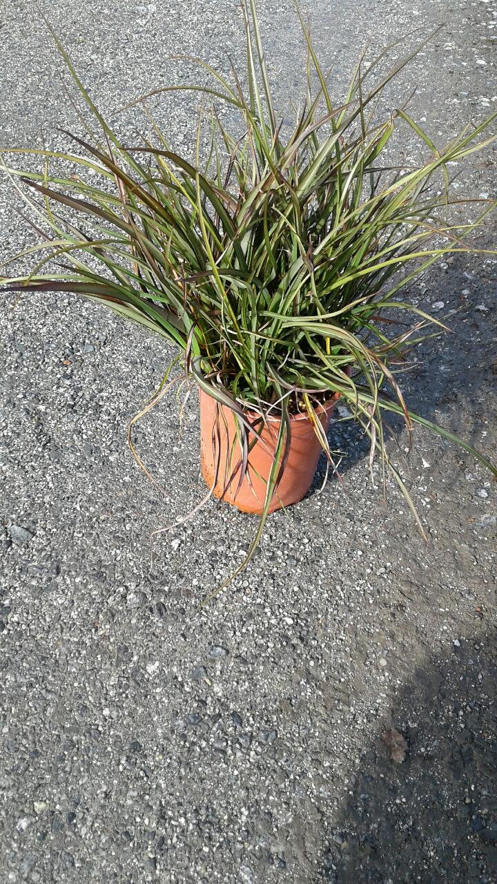 Photo for Phormium tenax ‘Tom Thumb’ (Tom Thumb New Zealand Flax)