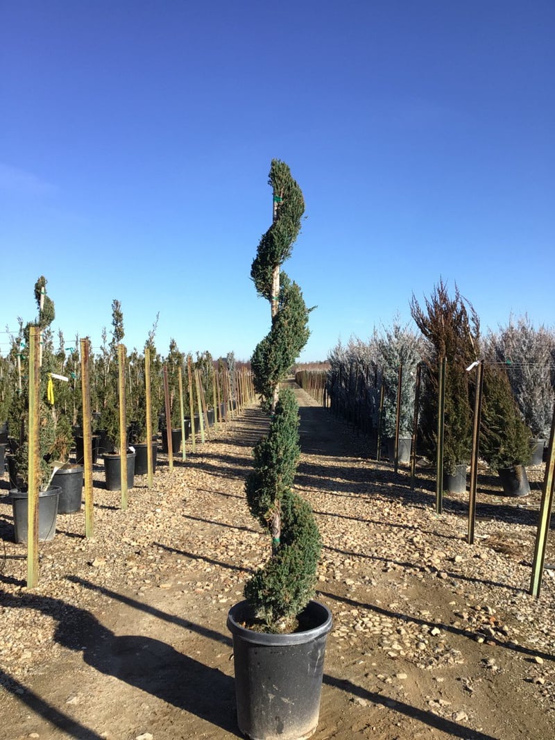 Photo for Juniperus (Spiral Form) (Spiral Juniper)