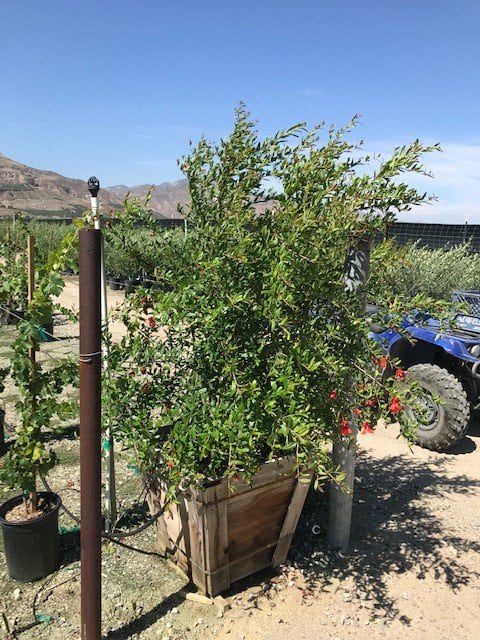 Photo for Punica granatum 'Wonderful' (Wonderful Fruiting Pomegranate)