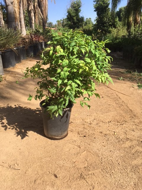 Photo for Nandina domestica 'Nana' (Dwarf Heavenly Bamboo)