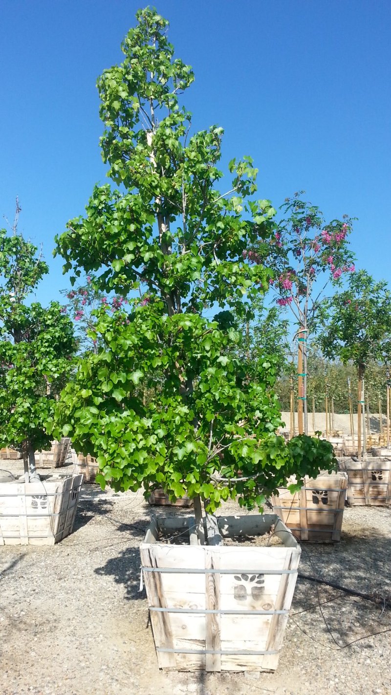 Photo for Liquidambar styraciflua 'Rotundiloba' (Sweet Gum)
