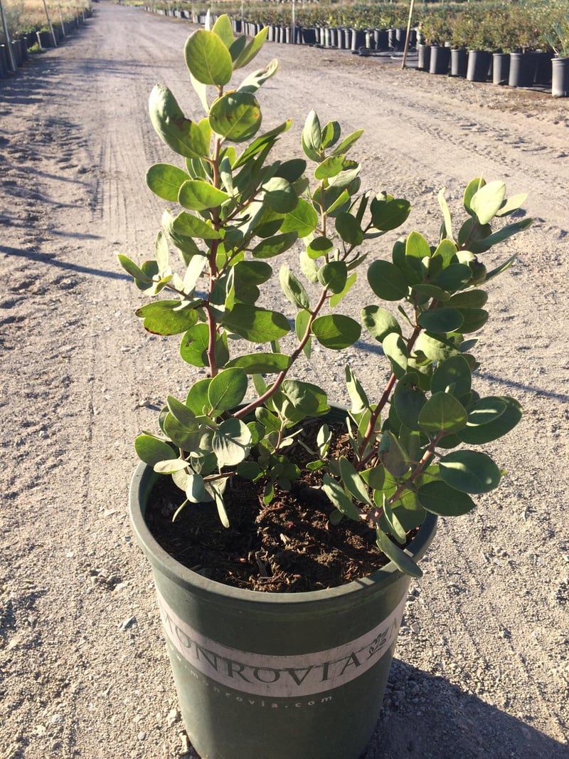 Photo for Arctostaphylos densiflora 'Howard Mcminn' (Howard McMinn Manzanita)