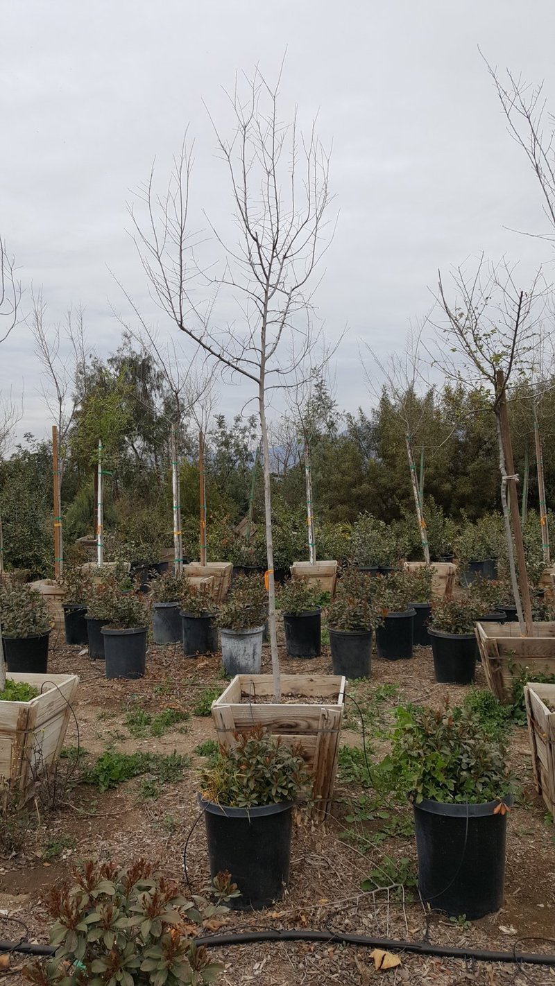 Photo for Ulmus parvifolia (Standard) (Chinese Elm)