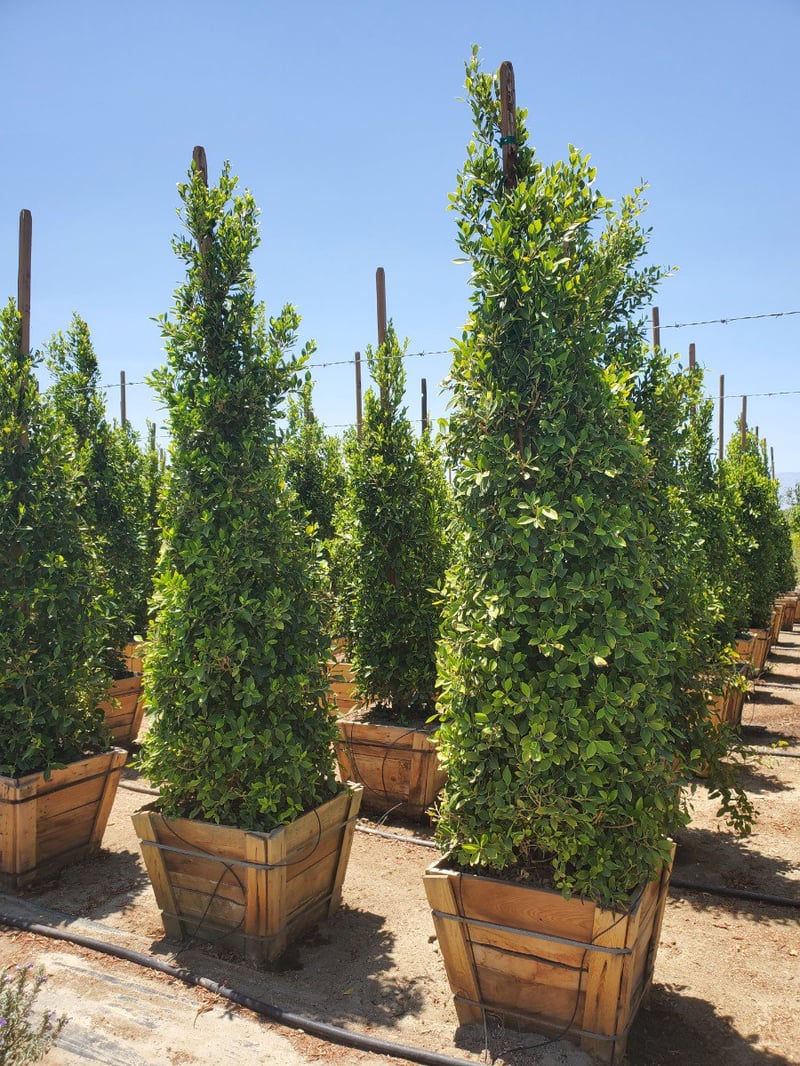 Photo for Ficus microcarpa nitida 'Green Gem' (Column) (Green Gem Fig)