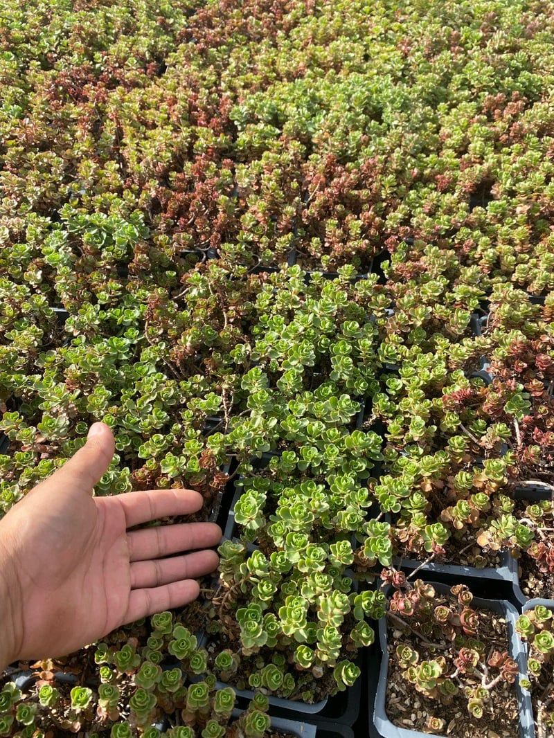 Photo for Sedum spurium 'Dragon's Blood' (Dragon's Blood Stonecrop)