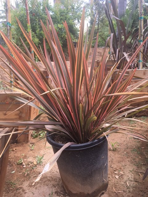 Photo for Phormium 'Sundowner' (Sundowner New Zealand Flax)