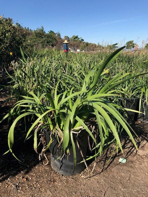 Photo for Anigozanthos 'Harmony' (Harmony Gold Kangaroo Paw)