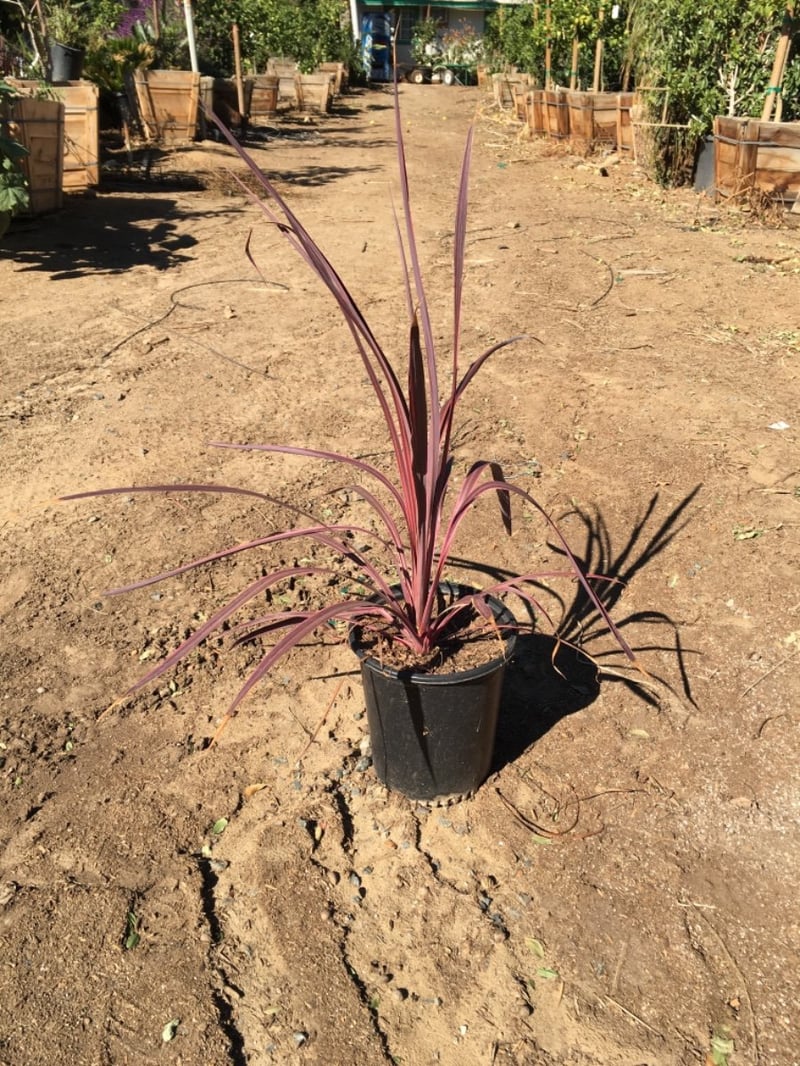 Photo for Cordyline banksii Electric Pink (Electric Pink Grass Tree)