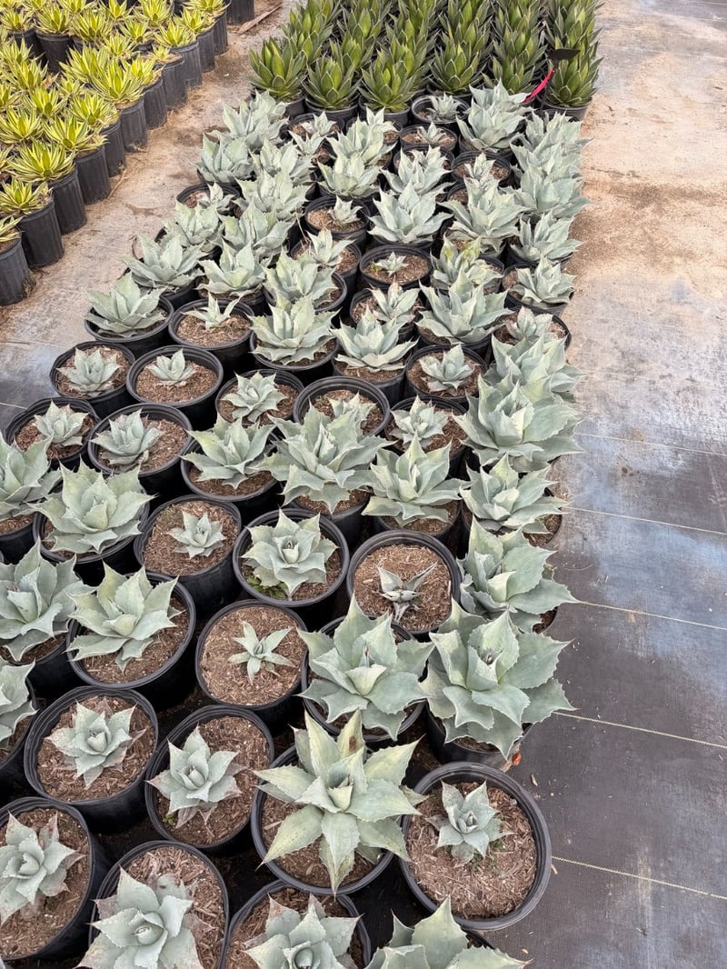 Photo for Agave ovatifolia 'Frosty Blue' (Frosty Blue Whale's Tongue Agave)