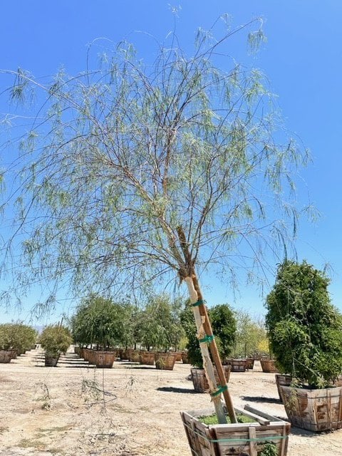 Photo for Acacia willardiana (Palo Blanco)