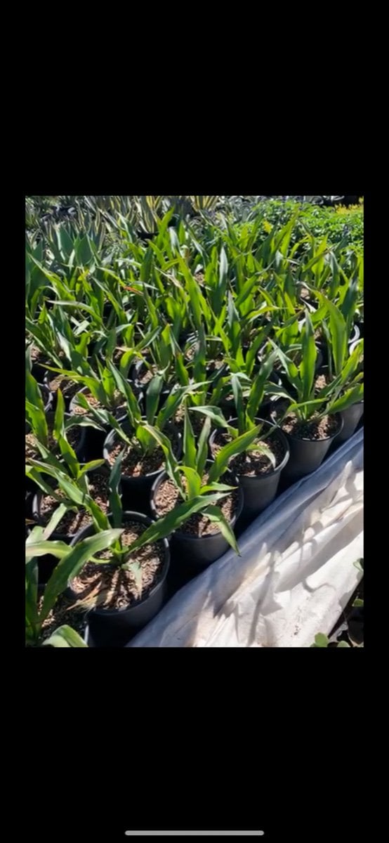 Photo for Furcraea foetida (Mauritius Hemp)