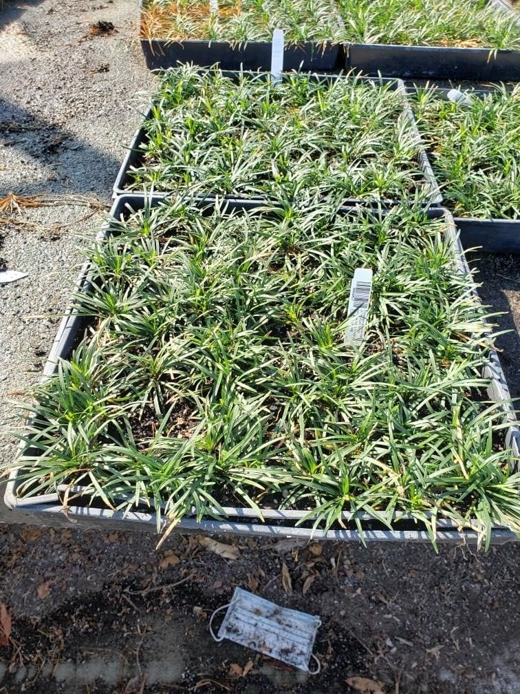 Photo for Ophiopogon japonicus 'Nanus' (Dwarf Mondo Grass)