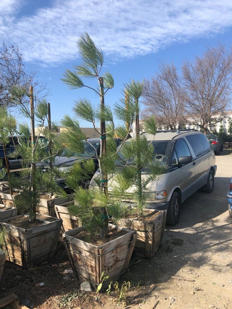 Photo for Pinus torreyana (Standard) (Torrey Pine)